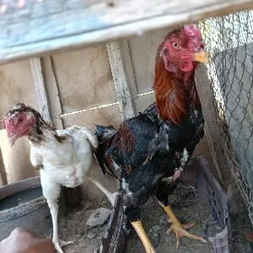 Korey Horaz Towugu bilen bile!