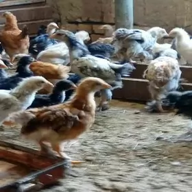 Towyk juyje broy brama garylan