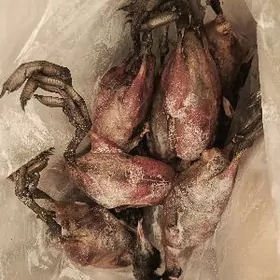 barak,ördek ıymane gaty govy e