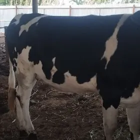 Gulajyn Göle bakylan