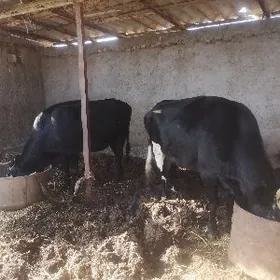 Sygyr we ýash tüwe