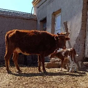 SIMENTAL GÖLELI.GÖLELI SYGYR