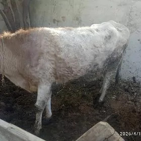 sygyr,gysyr,okuz,golly,sygyr