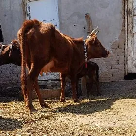 SÜỲDI GOỲY GÖLELI SYGYR