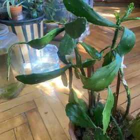 кактус  недорого