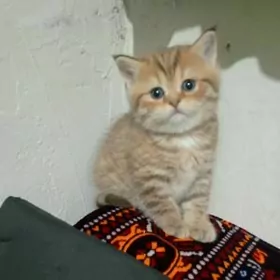 Золотая шиншилла табби