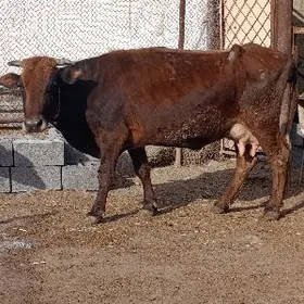 şwes tohum göleli sygyr