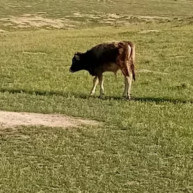 goleli sygyr we okuz