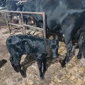 cerny pastor goleli sygyr