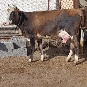 gyzyl ala göleli sygyr