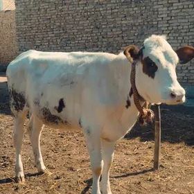 Симентал унажин