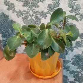 пеперомия туполистная