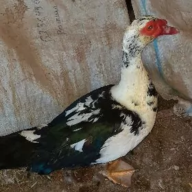 Индюшка / Indyushka