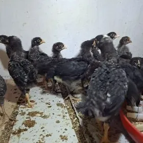 Jüýje Ataks we dominant