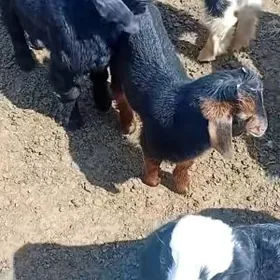 Copancylykdan dayhancylykdan