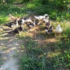 Indautga ordek juyje