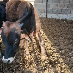 ökuzce 9 aylyk imme duran