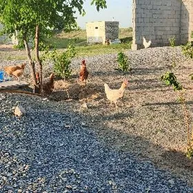 lohman Braun yumurtgasy