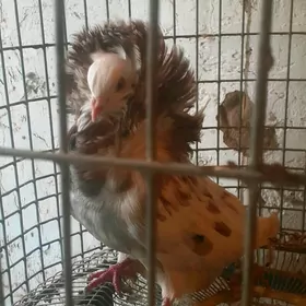 kepderi голуби