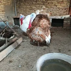 GYZYL ERKEK VE KÜRK INDUK.