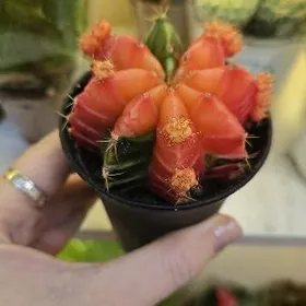 Кактус  Гимнокалициум