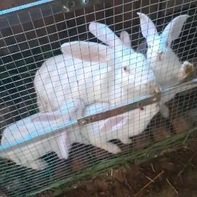 Welikan towşanjyklar