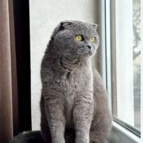 Шотландский Веслоухий