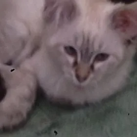 Сиамский кот