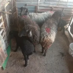 Guzuly goyun Gara kol