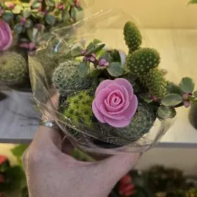 Суккуленты