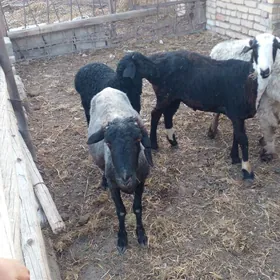 гузылы гоюн кочкар