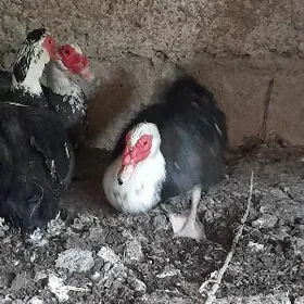 Oy haywanlari Ördekler