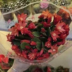 Суккуленты Хатиора Гартнера