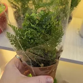 Папоротник