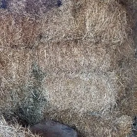 бугдай саман