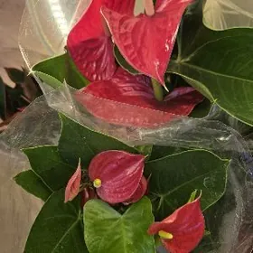 Антуриум 2 вида
