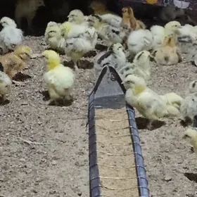 болгар жуже