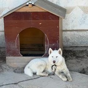 Güjik/It/Собака