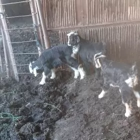 owlak we owlakly geci