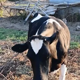 Galyşden we sigmental sygyrlar