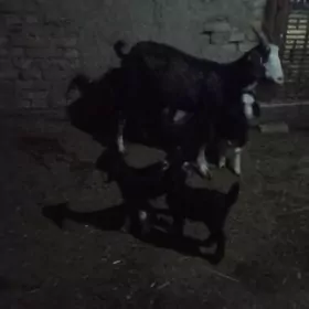 Ekiz owlakly geciler