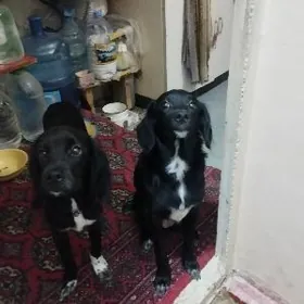 Собачки двойняшки