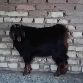 çebiş gyşlaky ýagdaýam Gurat