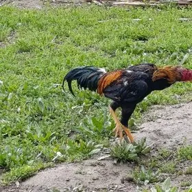 Bayso horaz we towuk