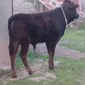 ŞWES OKÜZ  ARASSA TOHIM