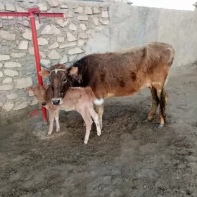 Голели сыгыр