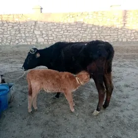 Голели сыгыр