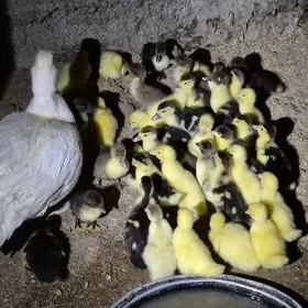 Indawutga ordek jüýjesi