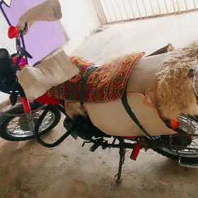 Fekon FK200-14G 2026