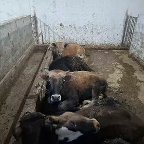 satlyk sygyr gole her hili bah